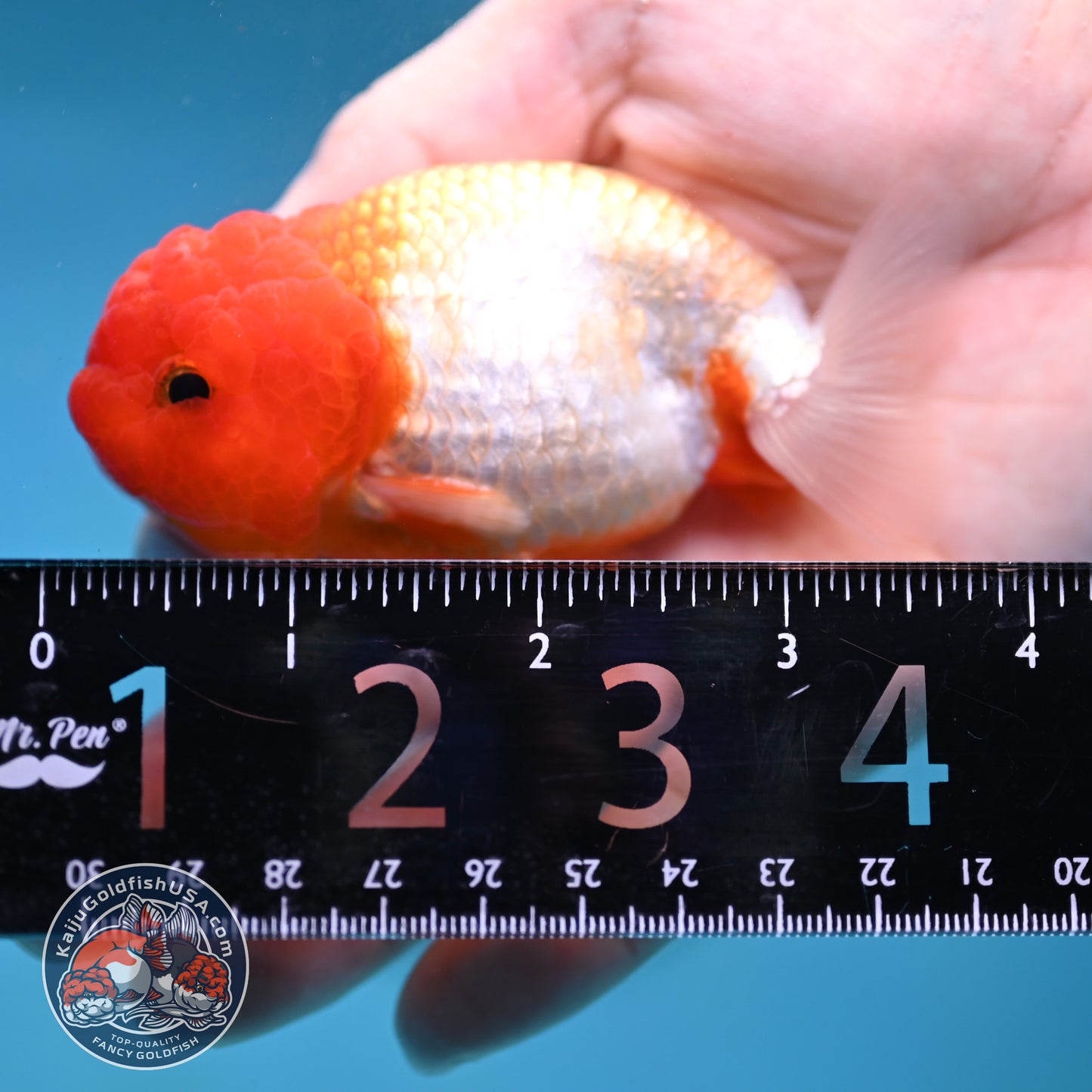 Juvenile Red White Ranchu 3 inch Body (260130_RC04)