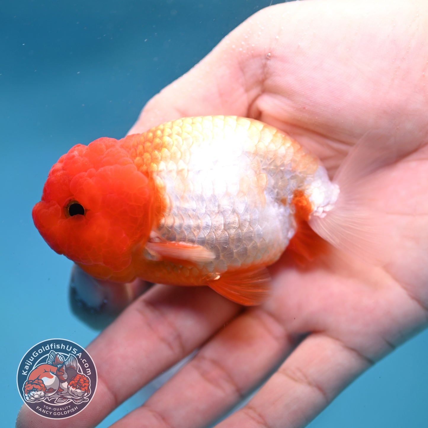 Juvenile Red White Ranchu 3 inch Body (260130_RC04)