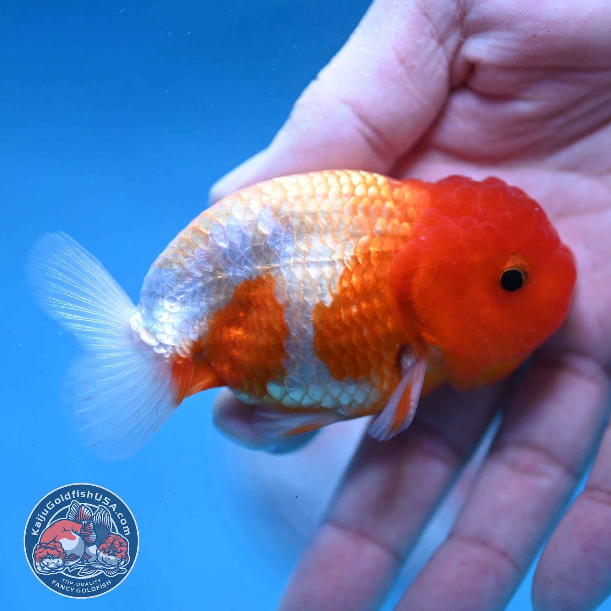 Juvenile Red White Ranchu 3 inch Body (260130_RC04)