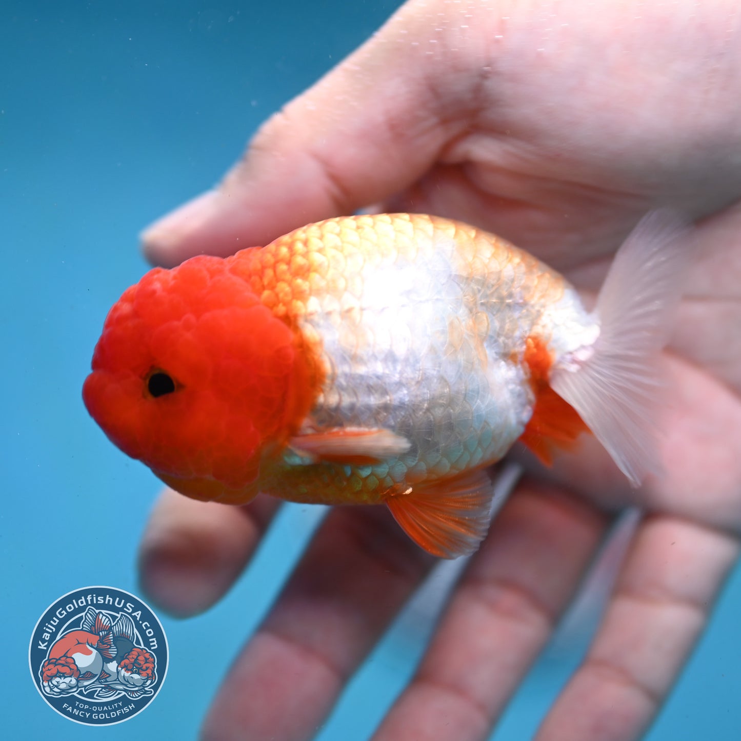 Juvenile Red White Ranchu 3 inch Body (260130_RC04)