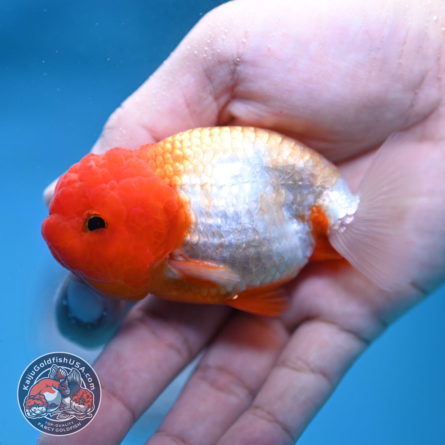 Juvenile Red White Ranchu 3 inch Body (260130_RC04)