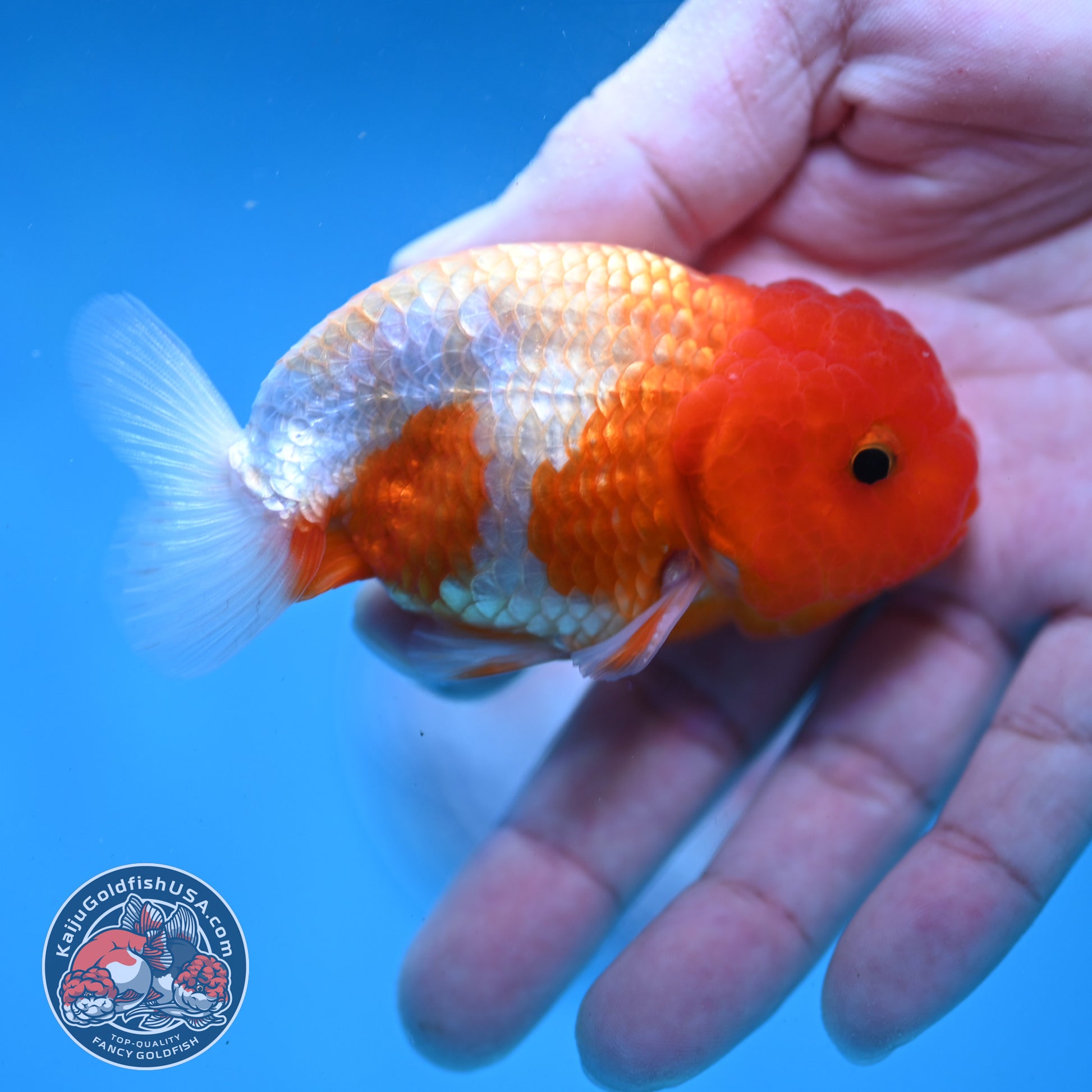 Juvenile Red White Ranchu 3 inch Body (260130_RC04)