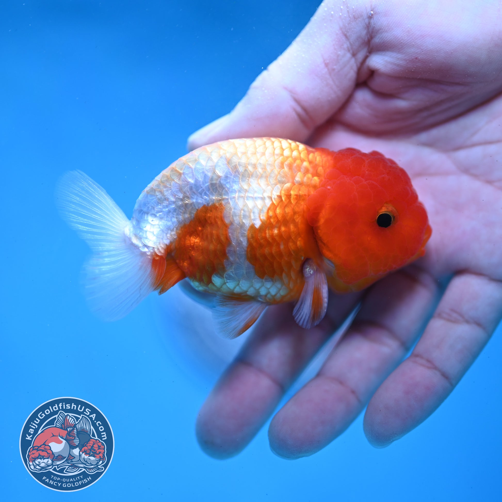 Juvenile Red White Ranchu 3 inch Body (260130_RC04)
