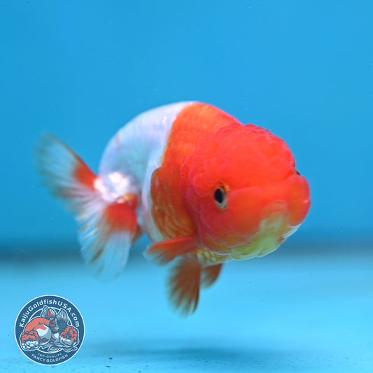 Juvenile Red White Ranchu 3 inch Body (260130_RC05)