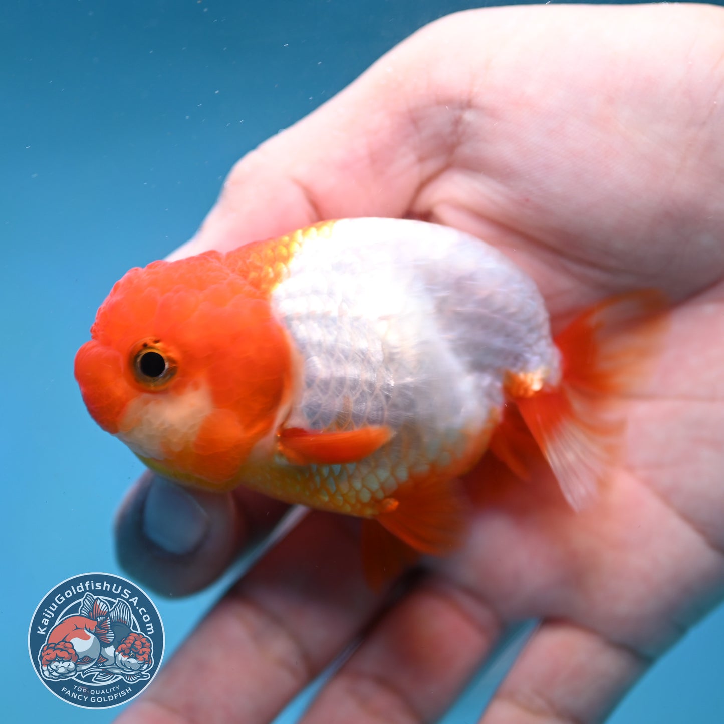 Juvenile Red White Ranchu 3 inch Body (260130_RC05)