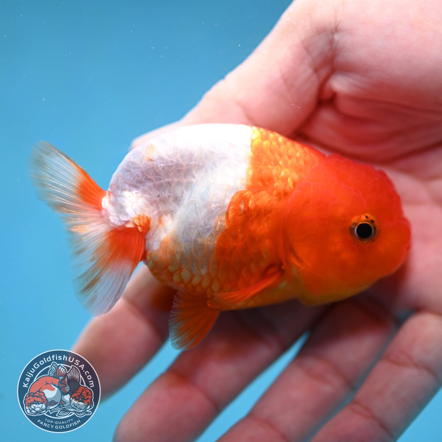 Juvenile Red White Ranchu 3 inch Body (260130_RC05)
