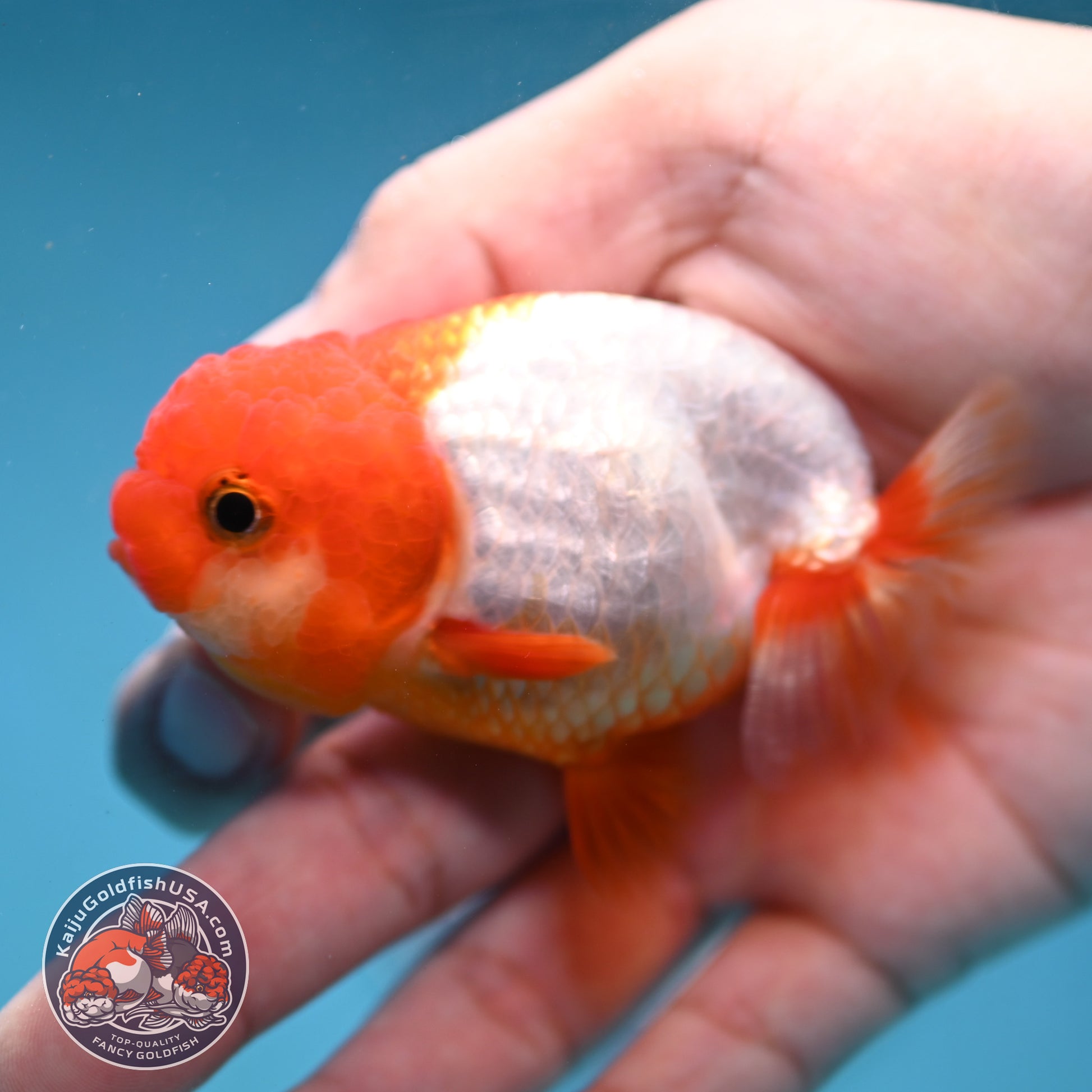 Juvenile Red White Ranchu 3 inch Body (260130_RC05)