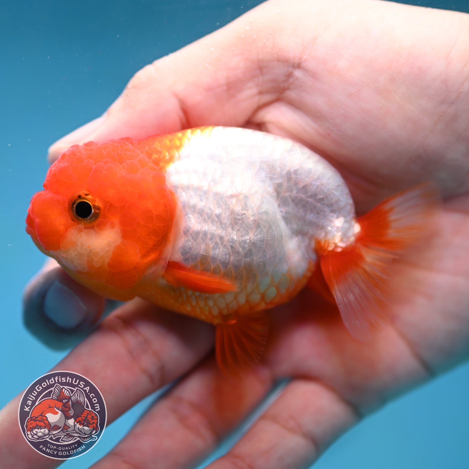 Juvenile Red White Ranchu 3 inch Body (260130_RC05)