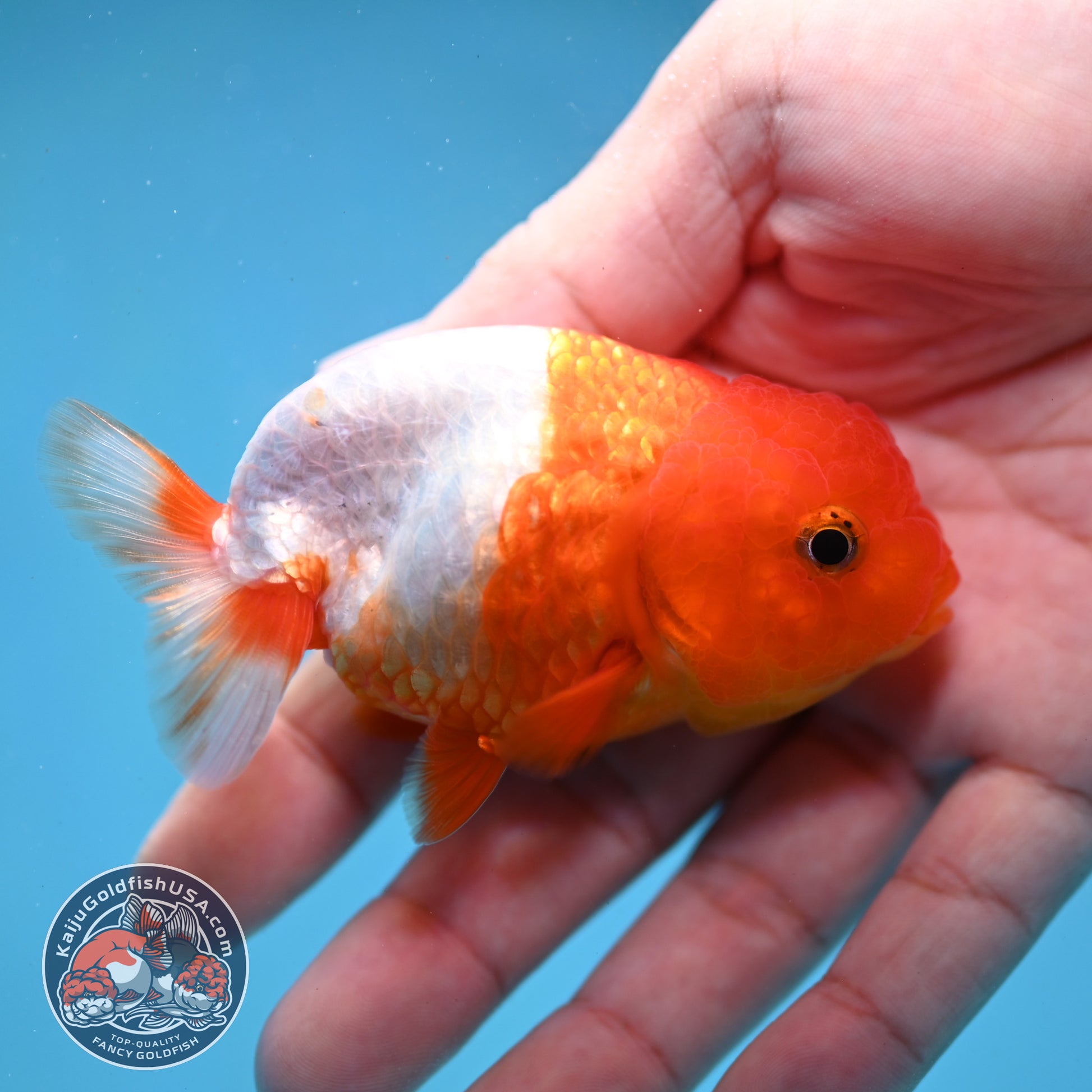 Juvenile Red White Ranchu 3 inch Body (260130_RC05)