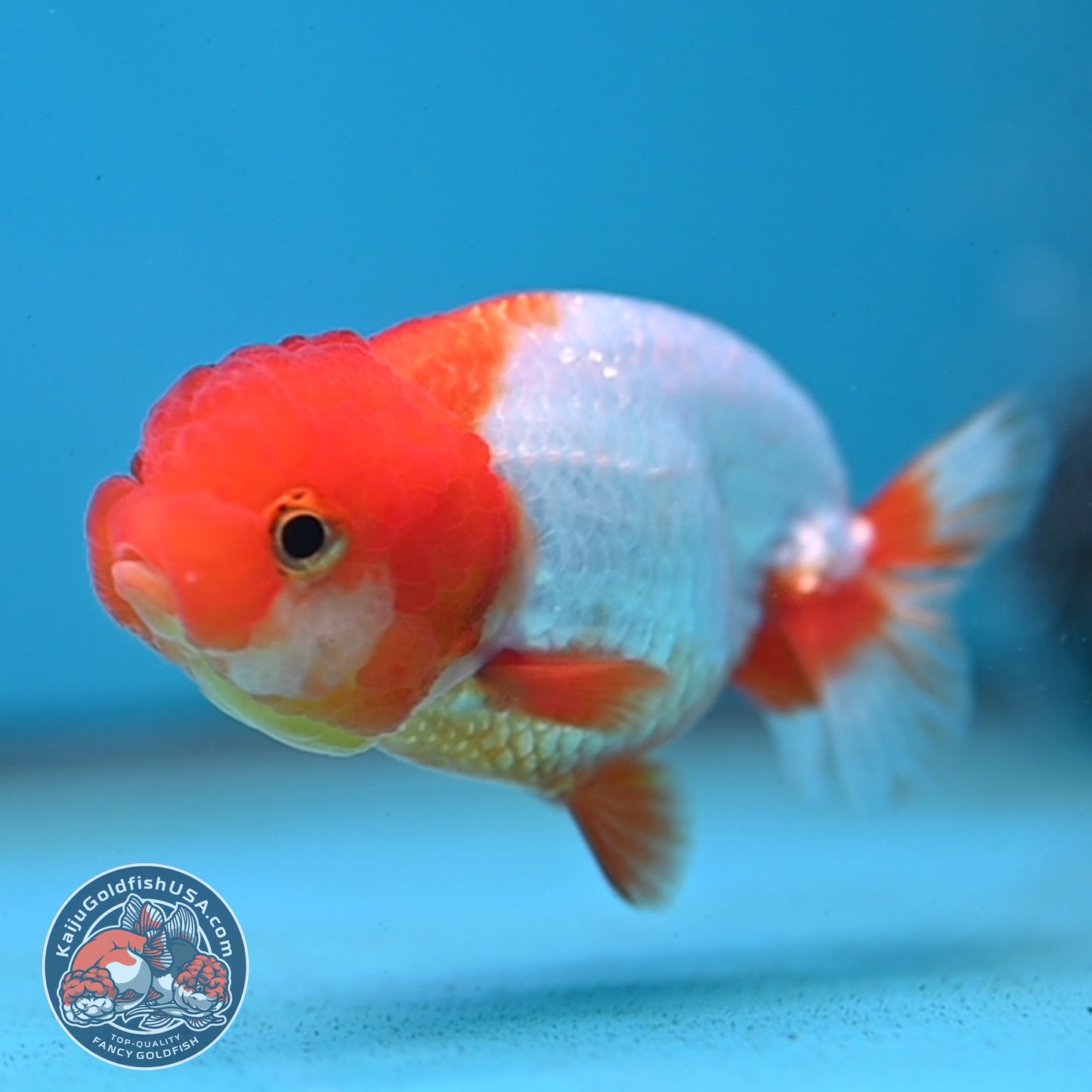 Juvenile Red White Ranchu 3 inch Body (260130_RC05)