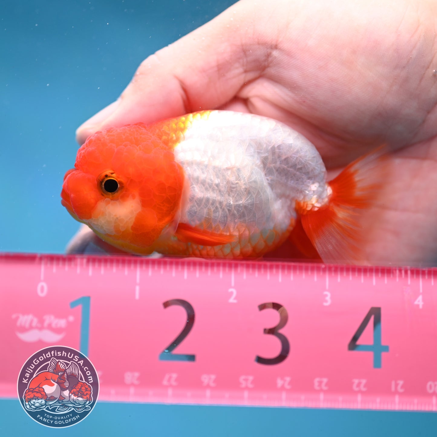 Juvenile Red White Ranchu 3 inch Body (260130_RC05)