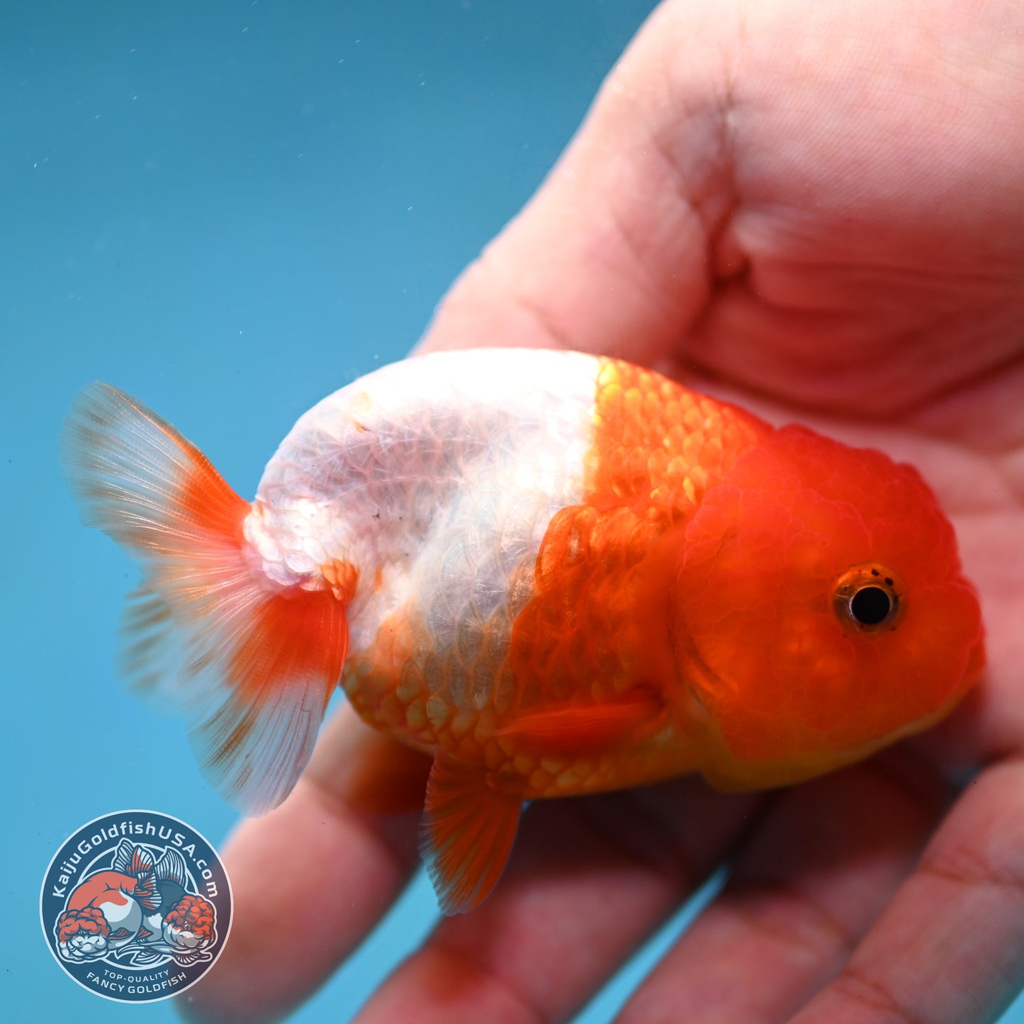 Juvenile Red White Ranchu 3 inch Body (260130_RC05)