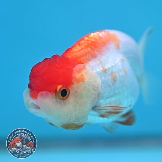 Juvenile Red White Ranchu 3 inch Body (260130_RC06)
