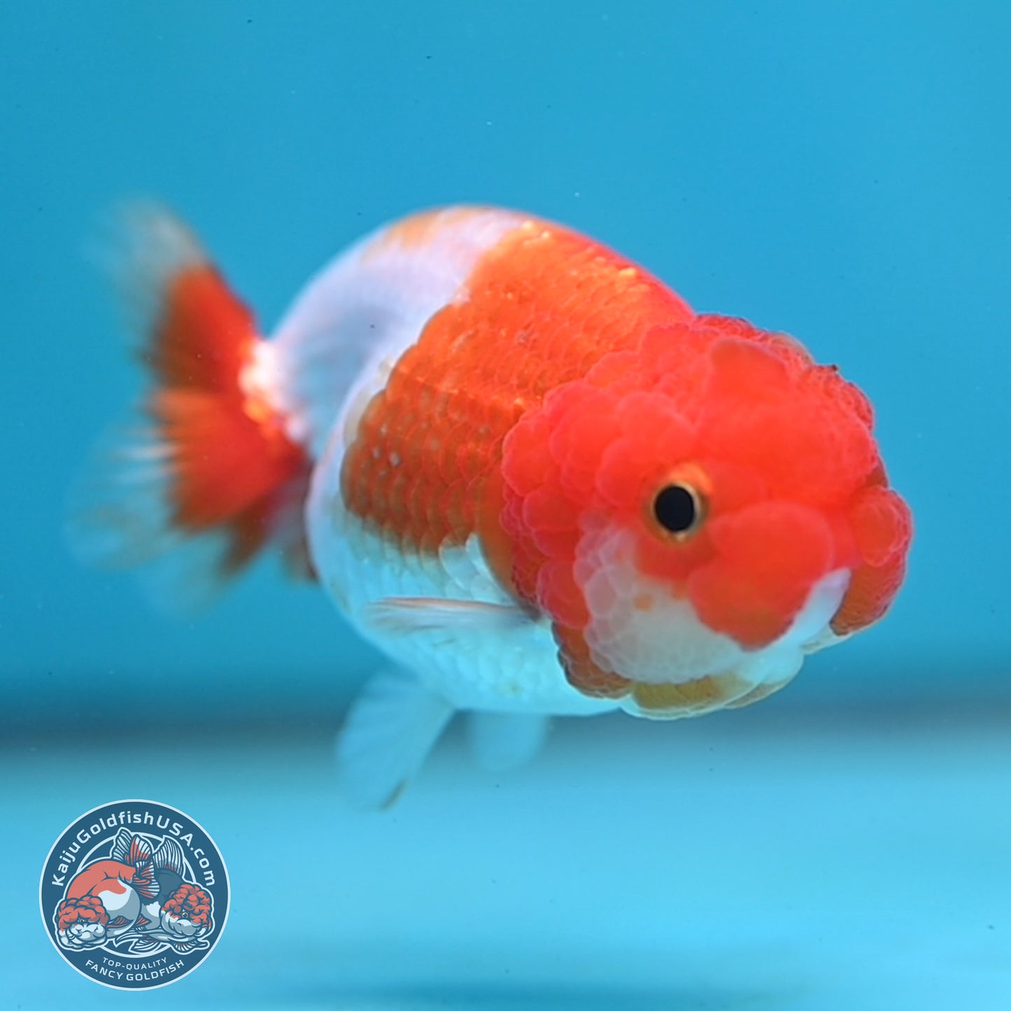 Juvenile Red White Ranchu 3 inch Body (260130_RC07)