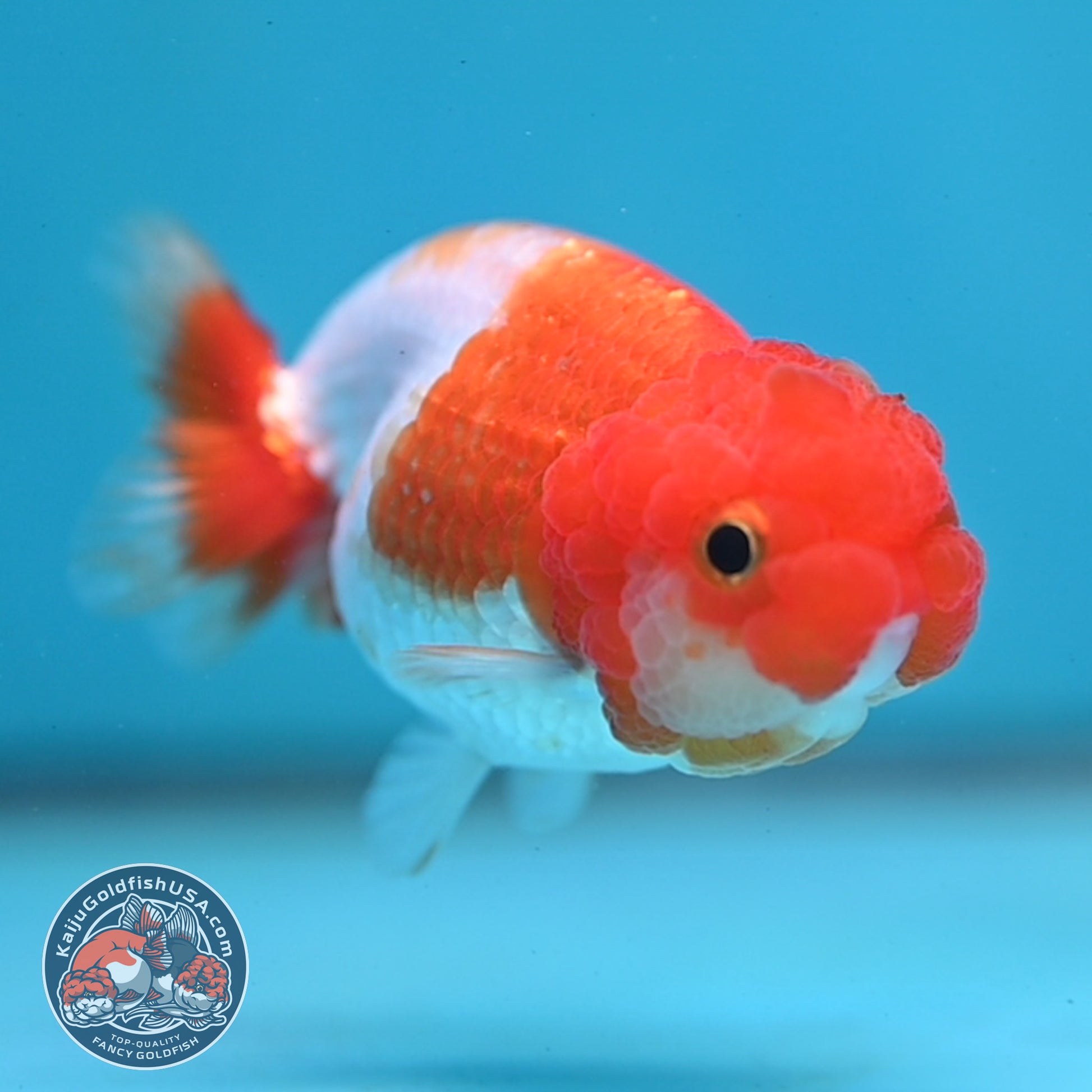 Juvenile Red White Ranchu 3 inch Body (260130_RC07)