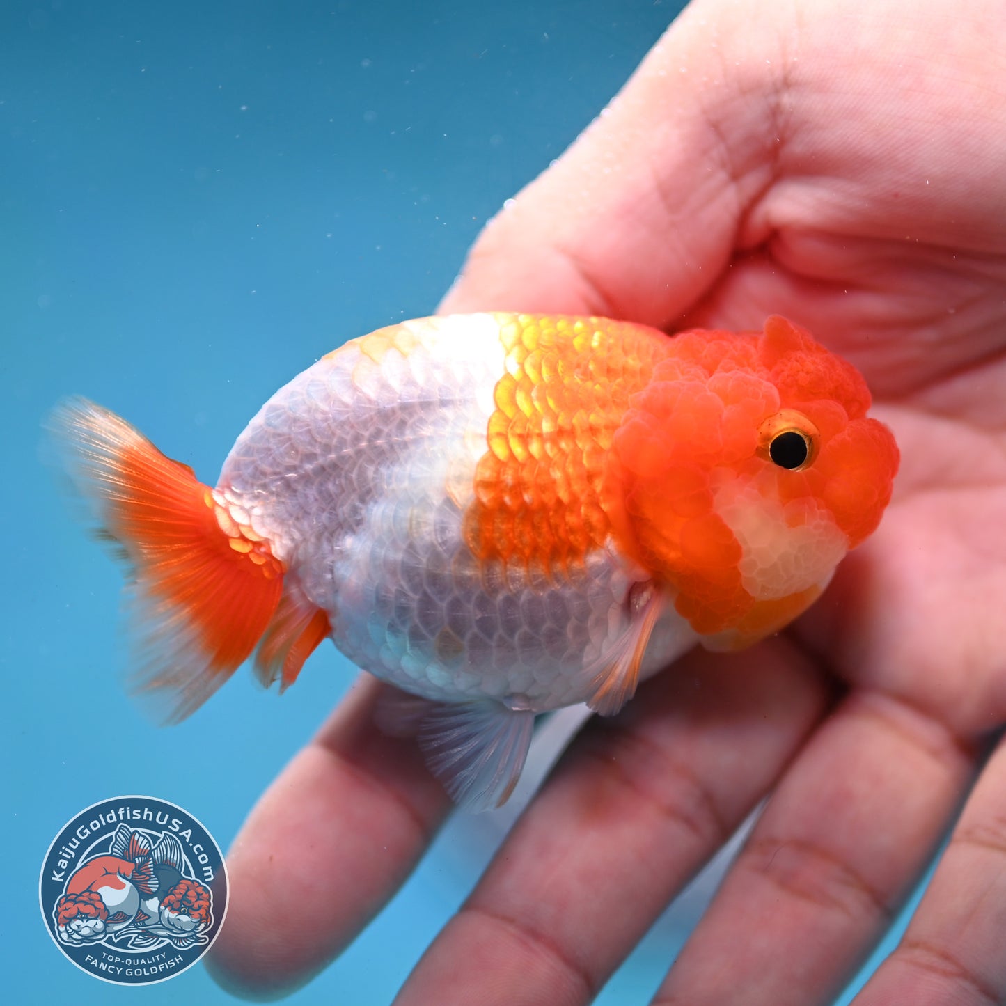 Juvenile Red White Ranchu 3 inch Body (260130_RC07)