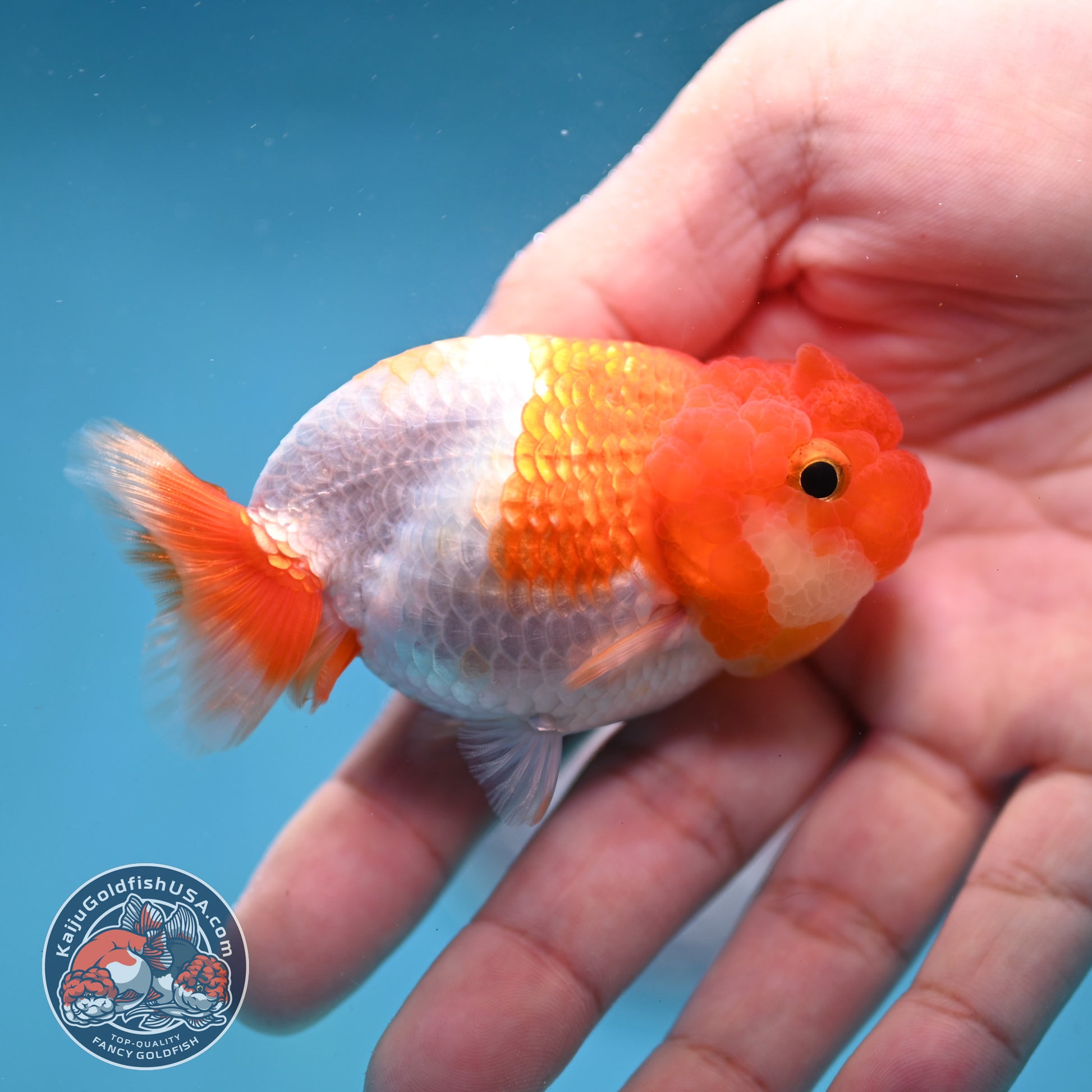 Juvenile Red White Ranchu 3 inch Body (260130_RC07)