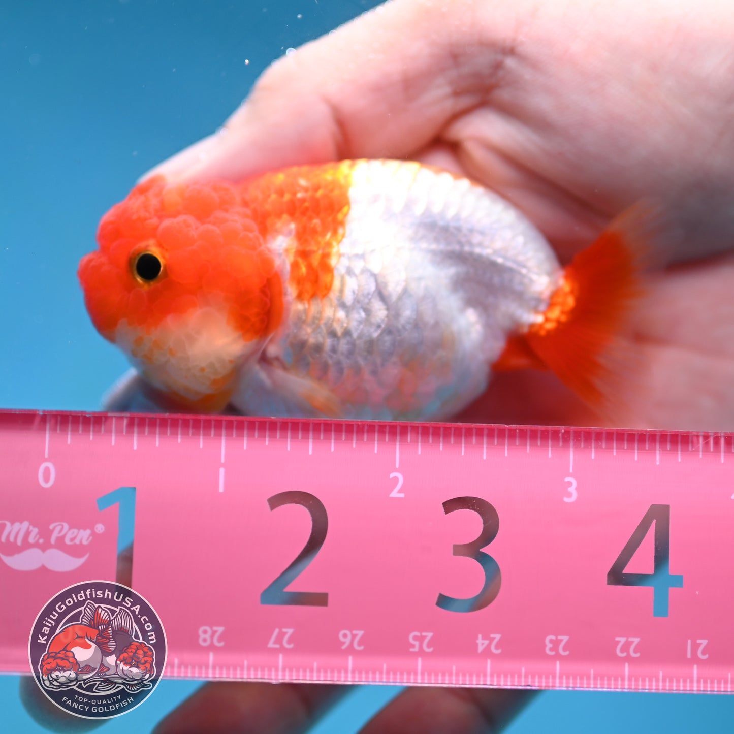Juvenile Red White Ranchu 3 inch Body (260130_RC07)