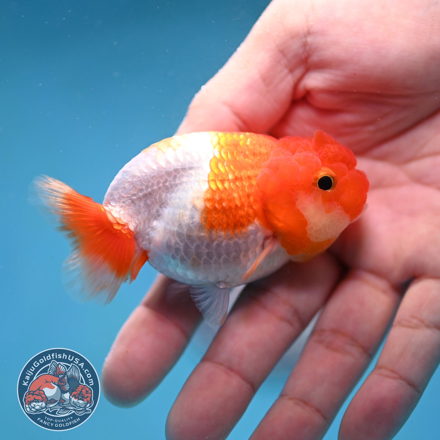 Juvenile Red White Ranchu 3 inch Body (260130_RC07)