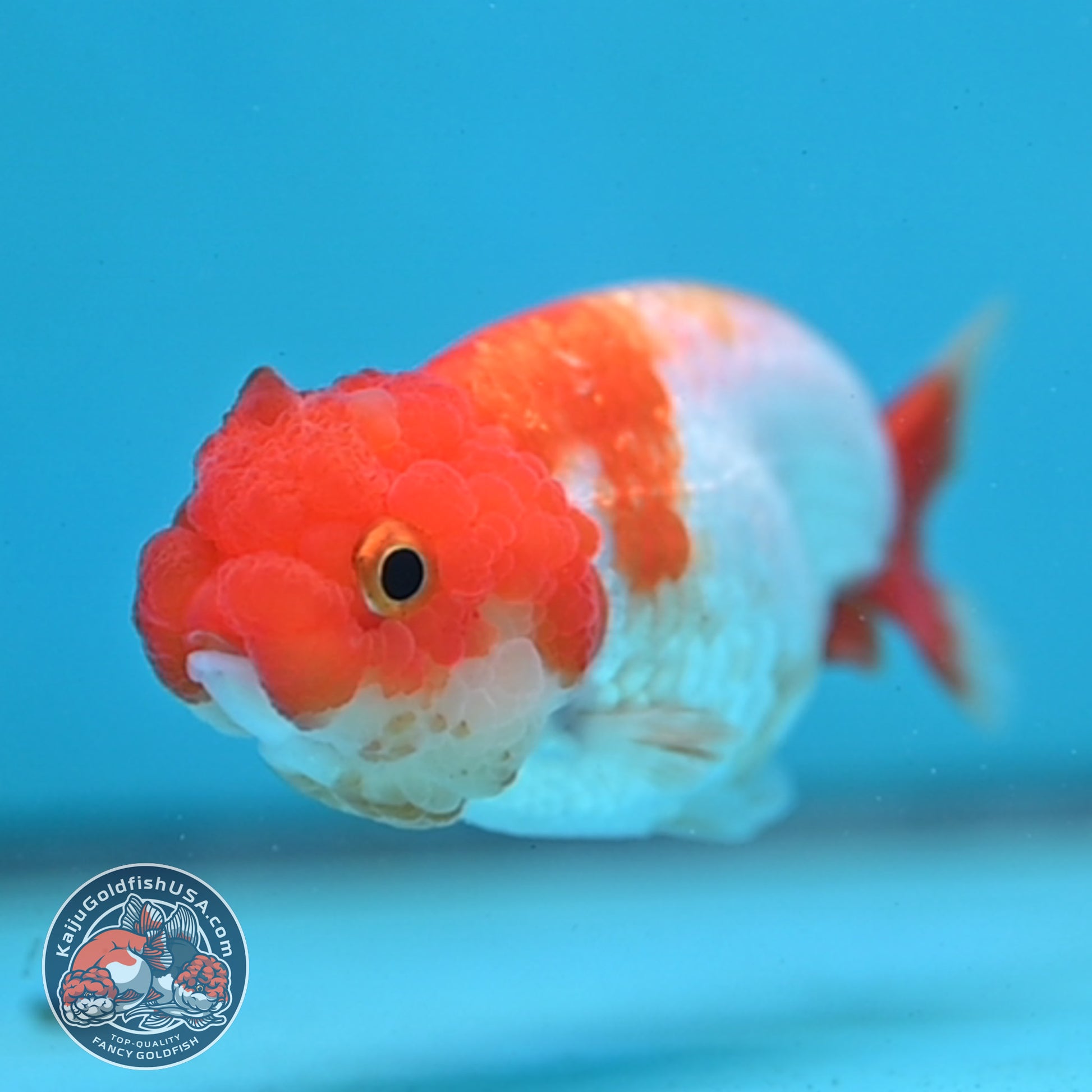 Juvenile Red White Ranchu 3 inch Body (260130_RC07)
