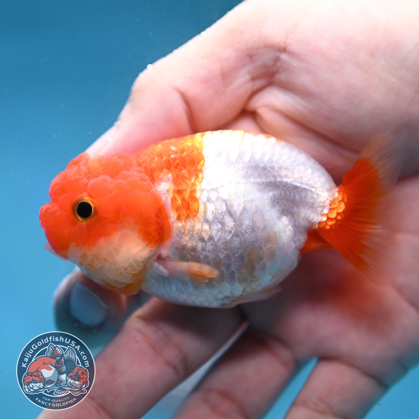 Juvenile Red White Ranchu 3 inch Body (260130_RC07)