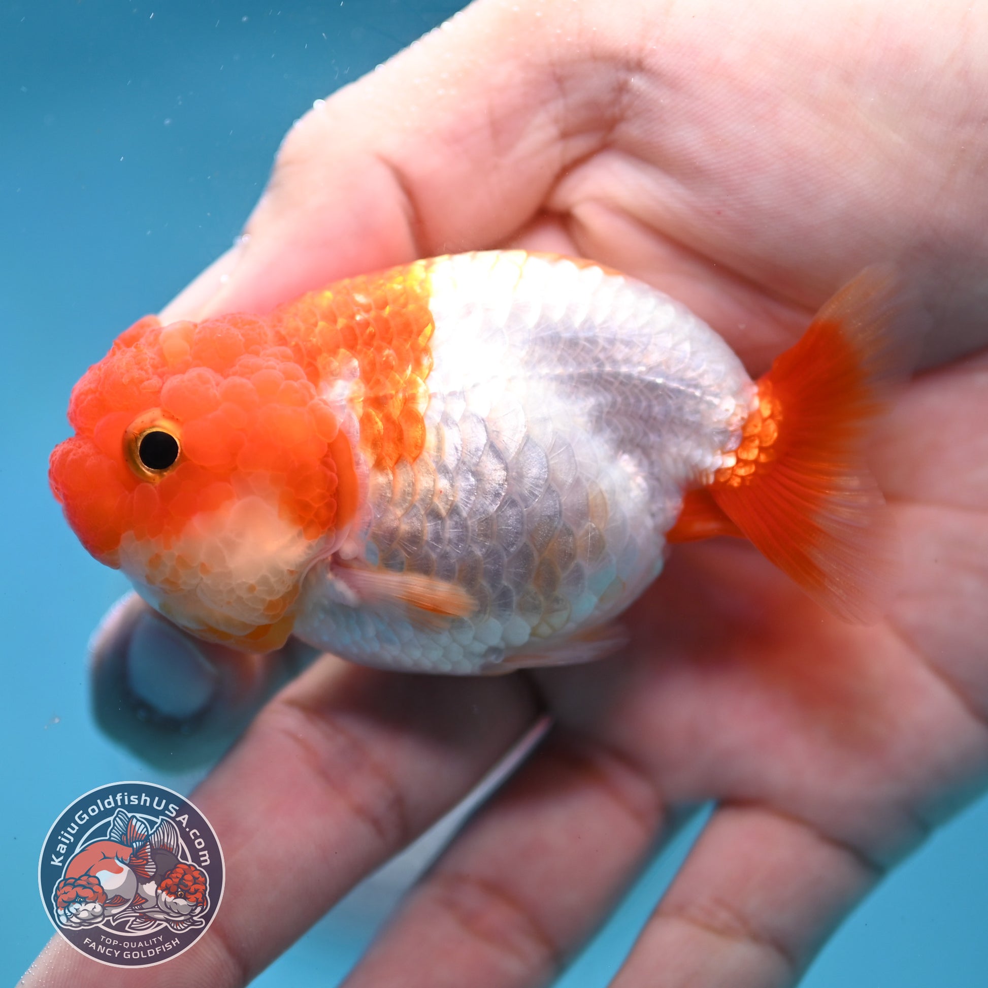 Juvenile Red White Ranchu 3 inch Body (260130_RC07)