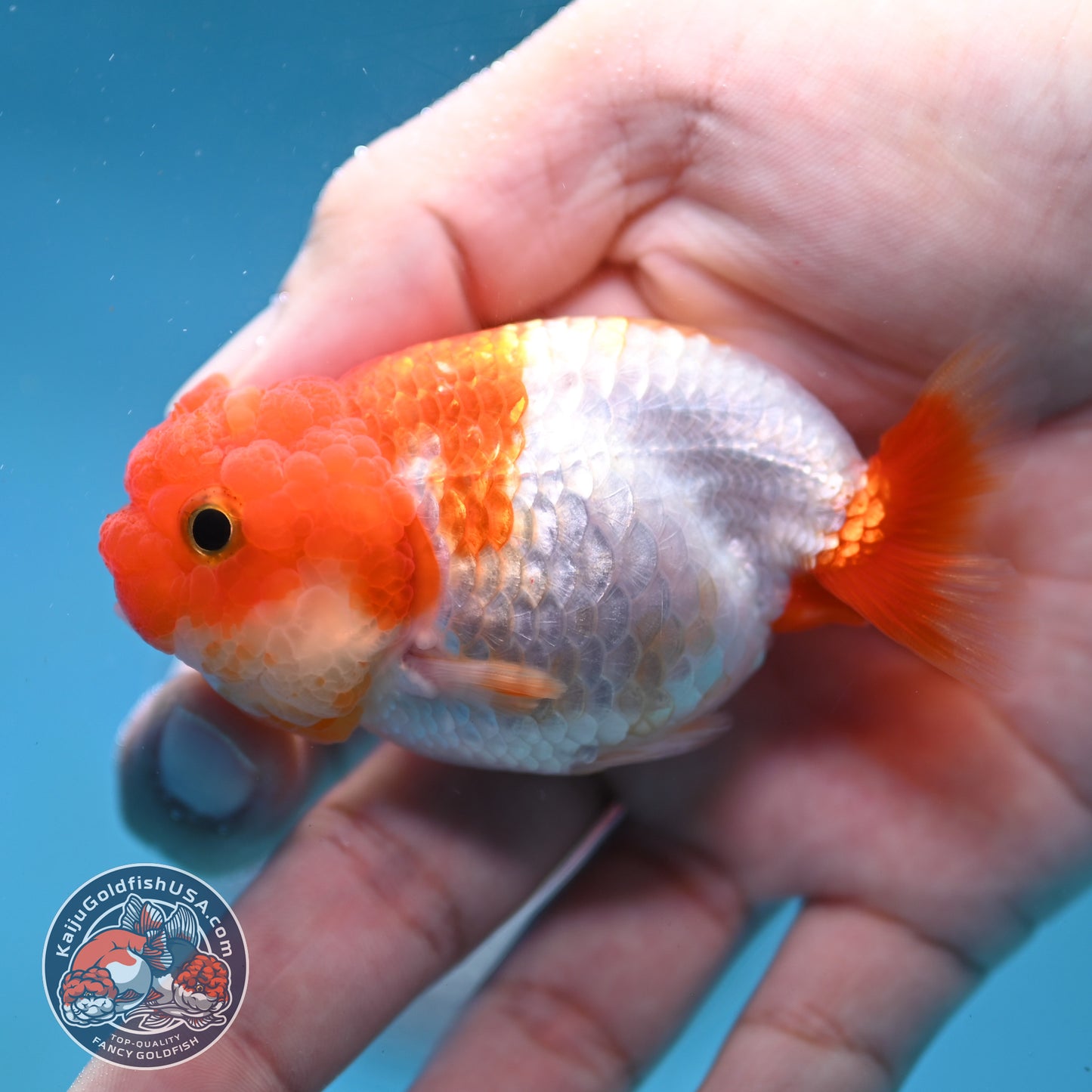 Juvenile Red White Ranchu 3 inch Body (260130_RC07)