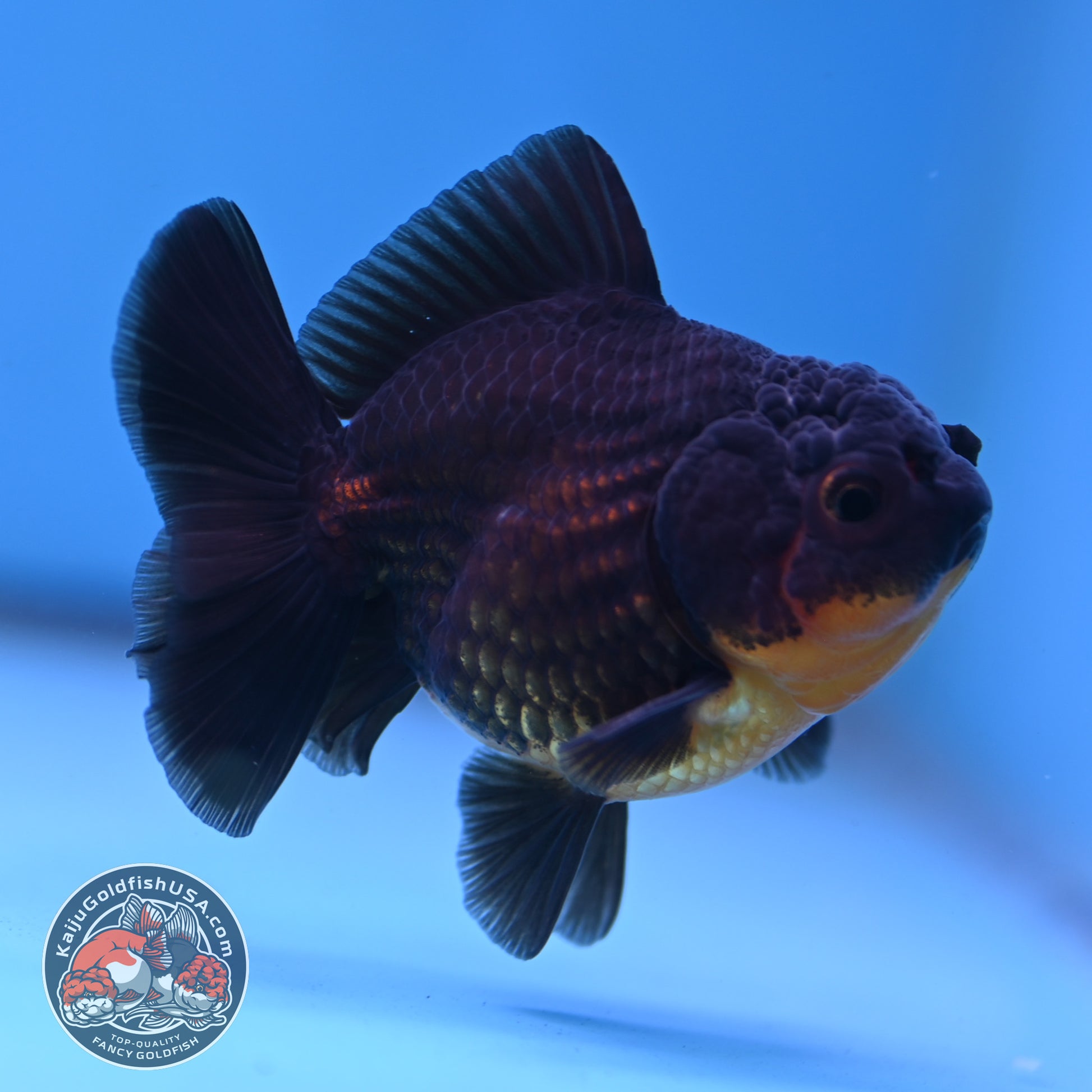 Juvenile Shogun Apache Oranda 2.5 inch Body (251121_OR19)