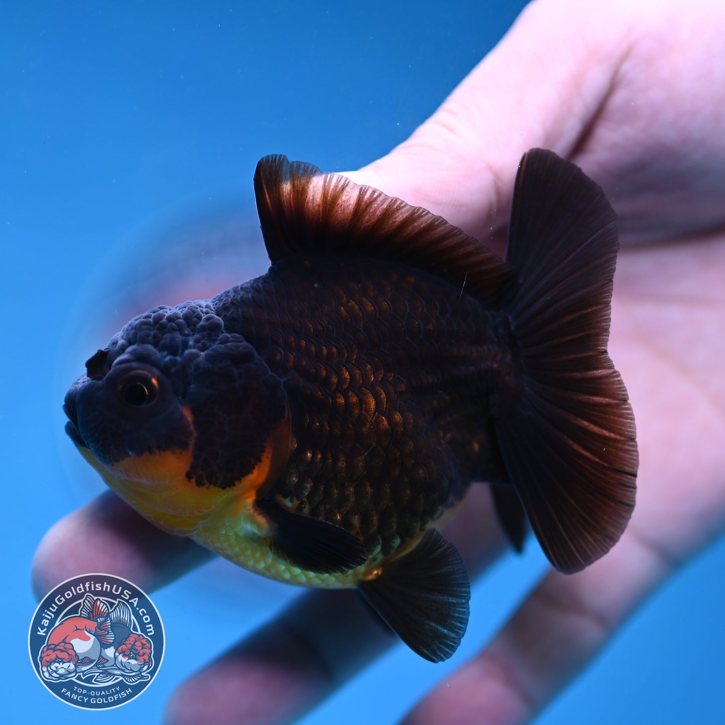 Juvenile Shogun Apache Oranda 2.5 inch Body (251121_OR19)