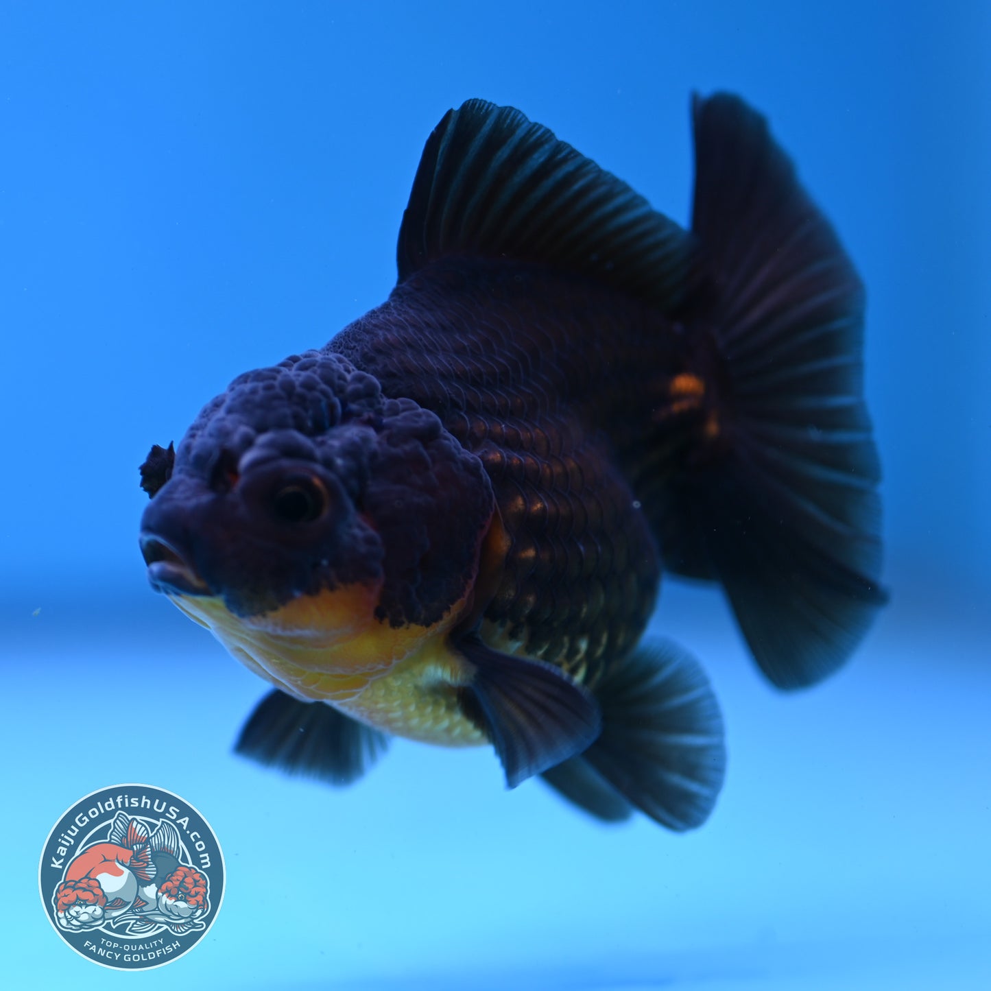 Juvenile Shogun Apache Oranda 2.5 inch Body (251121_OR19)