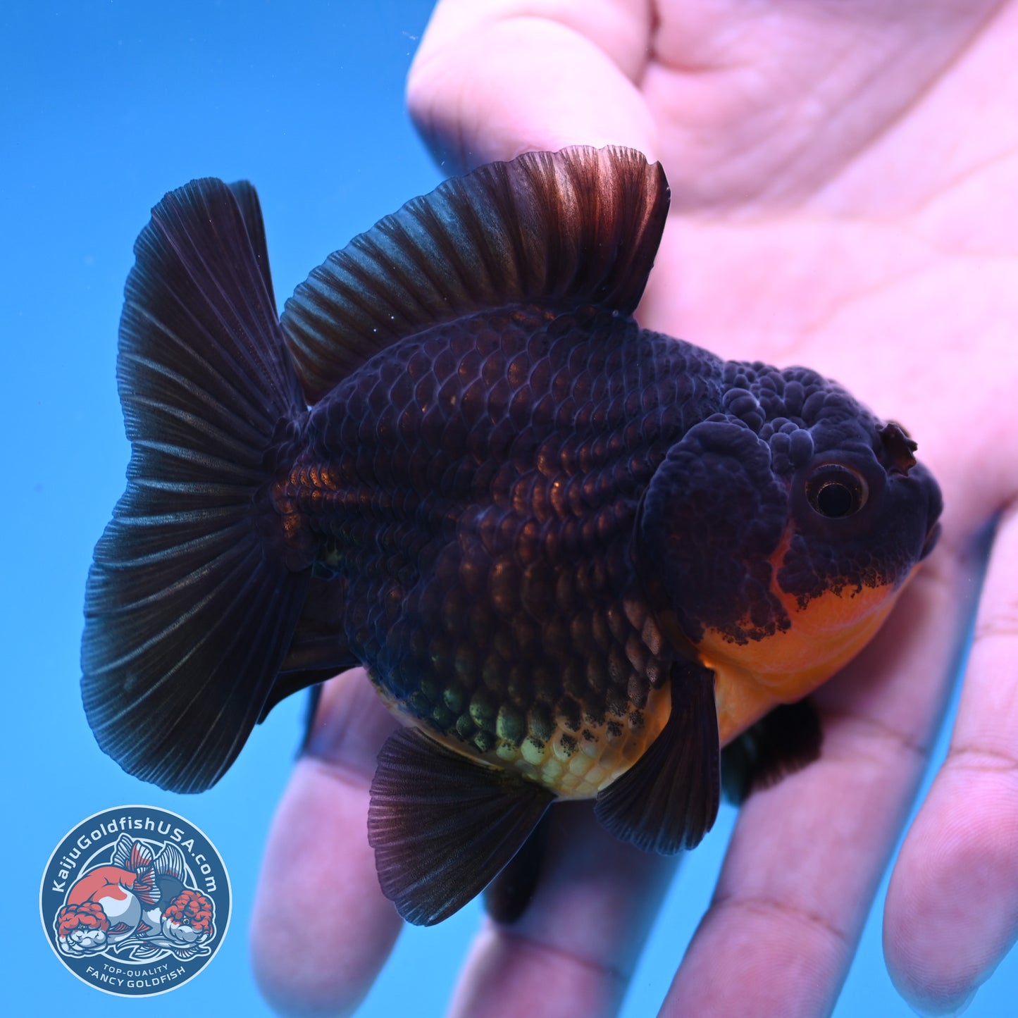 Juvenile Shogun Apache Oranda 2.5 inch Body (251121_OR19)