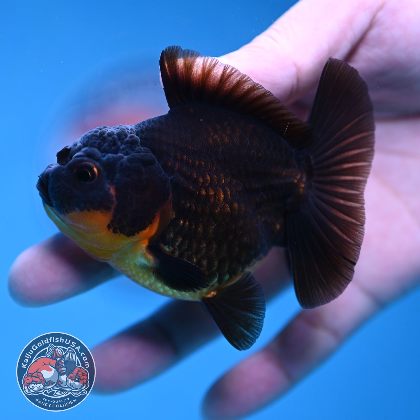 Juvenile Shogun Apache Oranda 2.5 inch Body (251121_OR19)