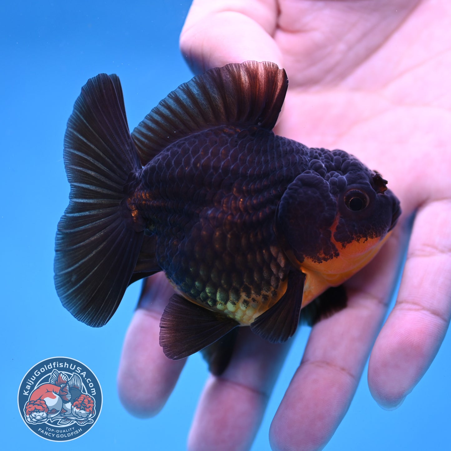 Juvenile Shogun Apache Oranda 2.5 inch Body (251121_OR19)