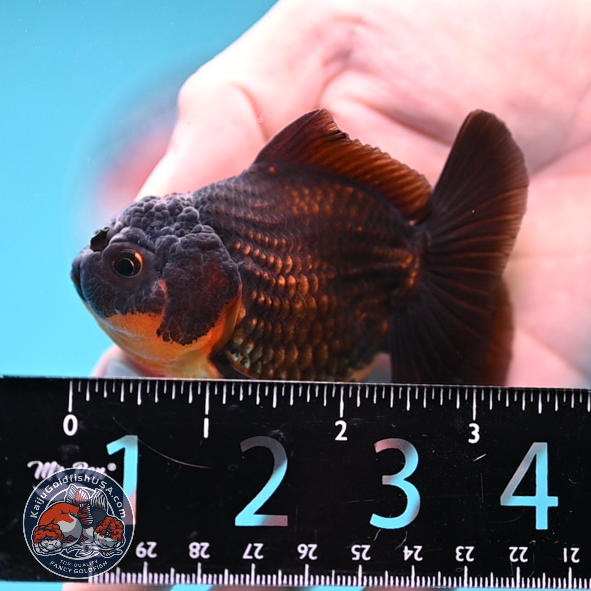 Juvenile Shogun Apache Oranda 2.5 inch Body (251121_OR19)