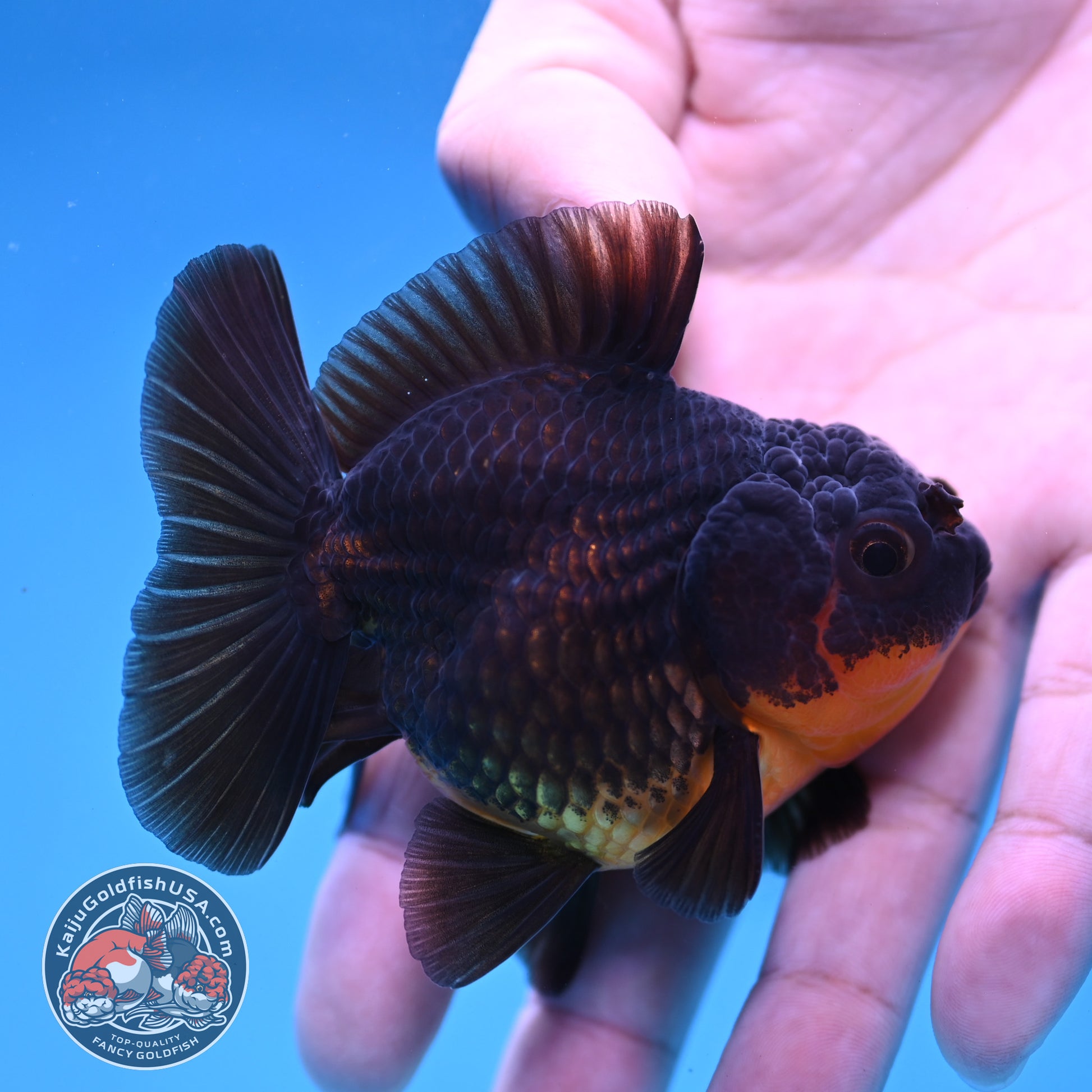 Juvenile Shogun Apache Oranda 2.5 inch Body (251121_OR19)