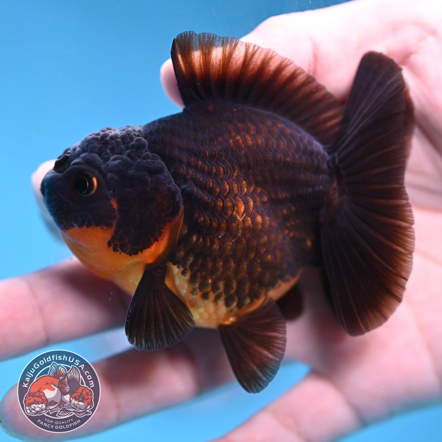 Juvenile Shogun Apache Oranda 2.5 inch Body (251121_OR19)
