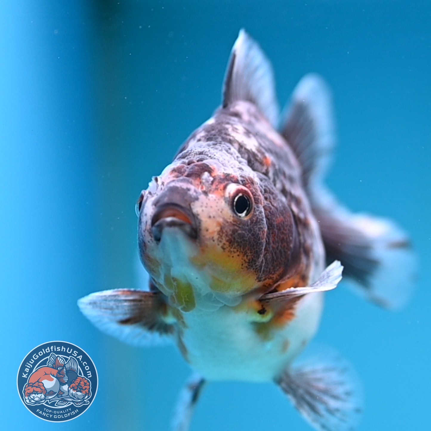 Juvenile Shogun Blue Based Kirin Oranda 3.5 inch Body (251017_OR11)