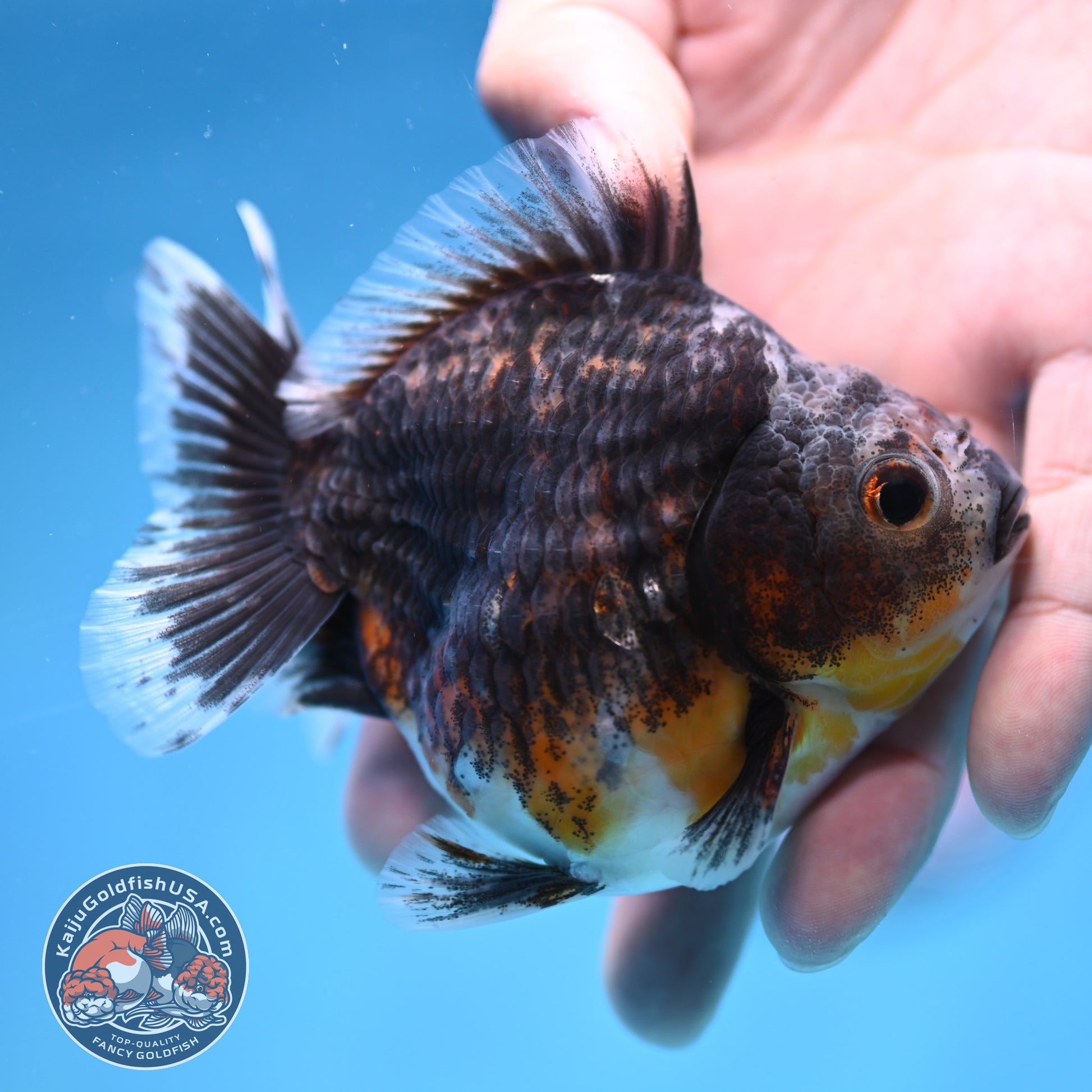 Juvenile Shogun Blue Based Kirin Oranda 3.5 inch Body (251017_OR11)