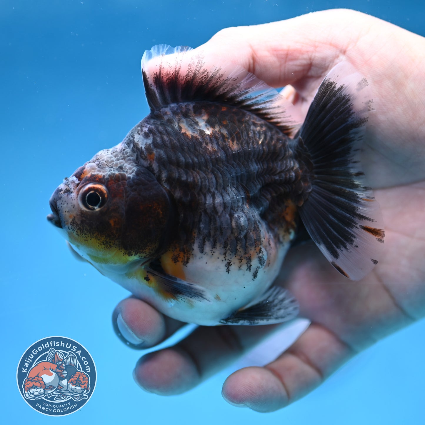 Juvenile Shogun Blue Based Kirin Oranda 3.5 inch Body (251017_OR11)