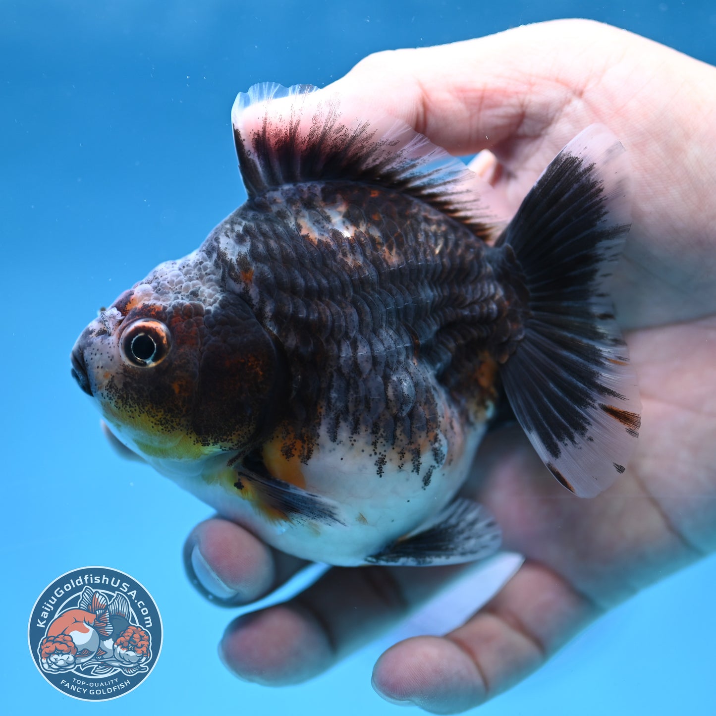 Juvenile Shogun Blue Based Kirin Oranda 3.5 inch Body (251017_OR11)