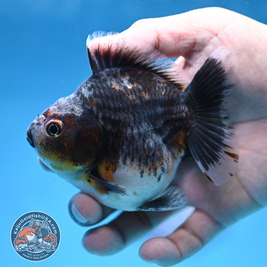 Juvenile Shogun Blue Based Kirin Oranda 3.5 inch Body (251017_OR11)