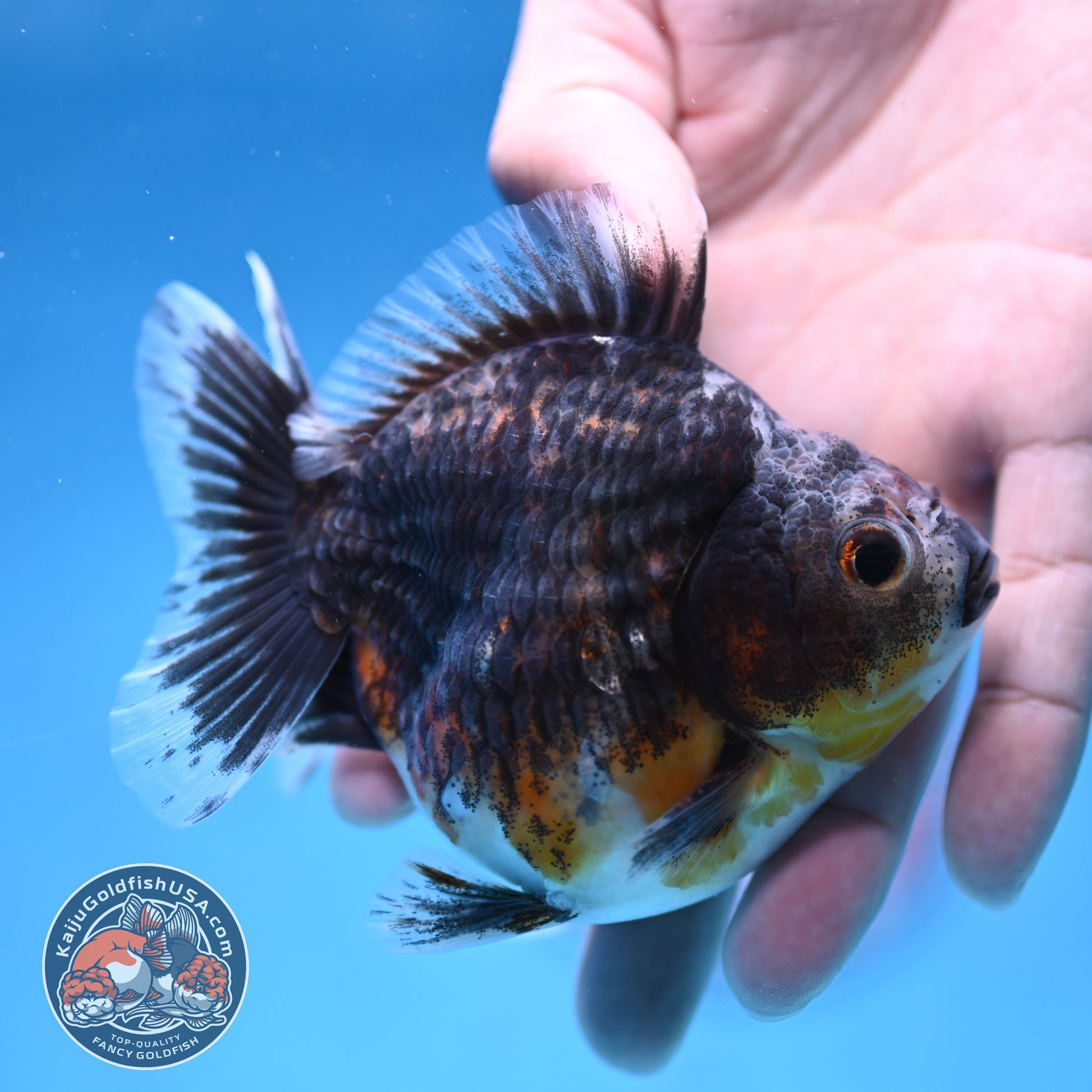 Juvenile Shogun Blue Based Kirin Oranda 3.5 inch Body (251017_OR11)