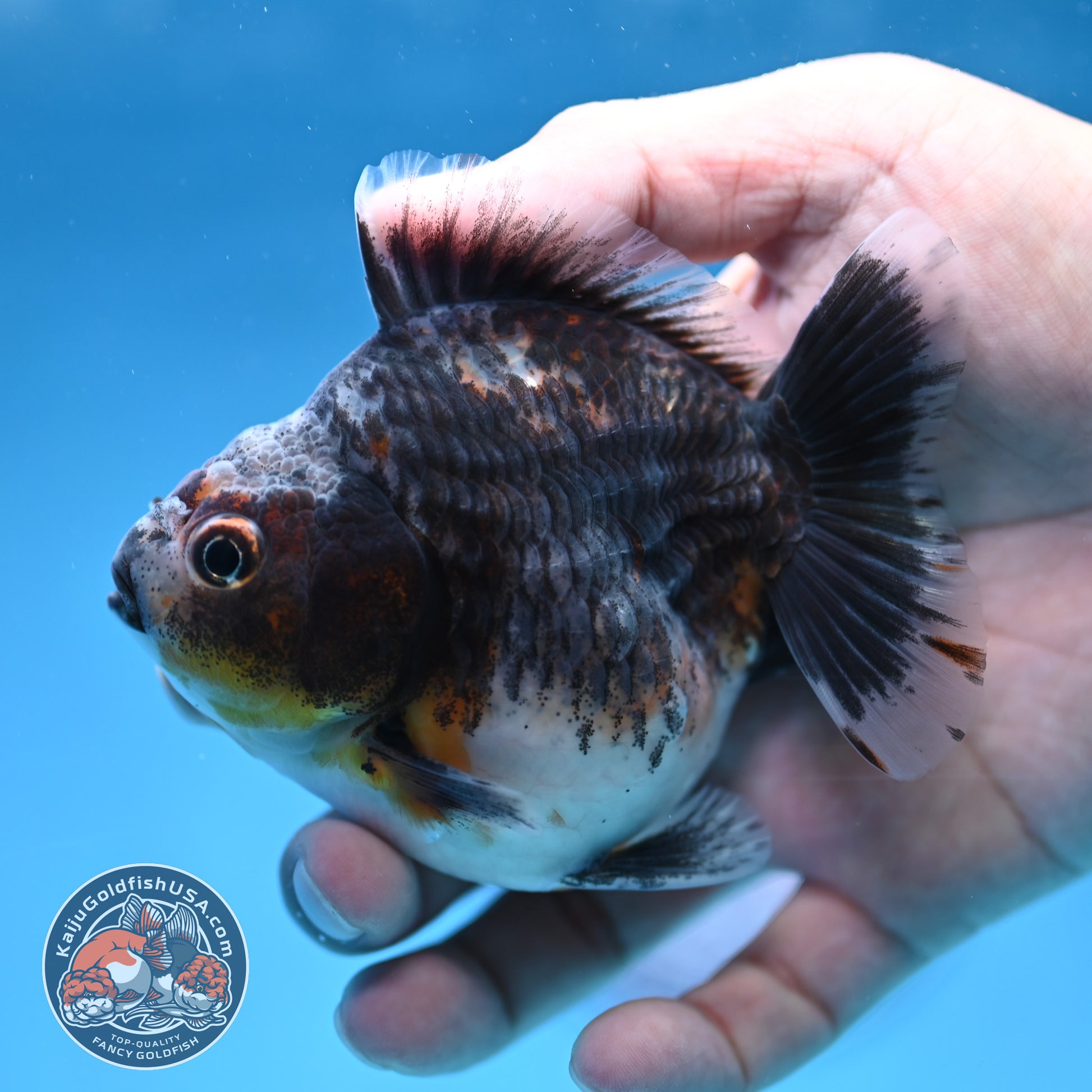 Juvenile Shogun Blue Based Kirin Oranda 3.5 inch Body (251017_OR11)