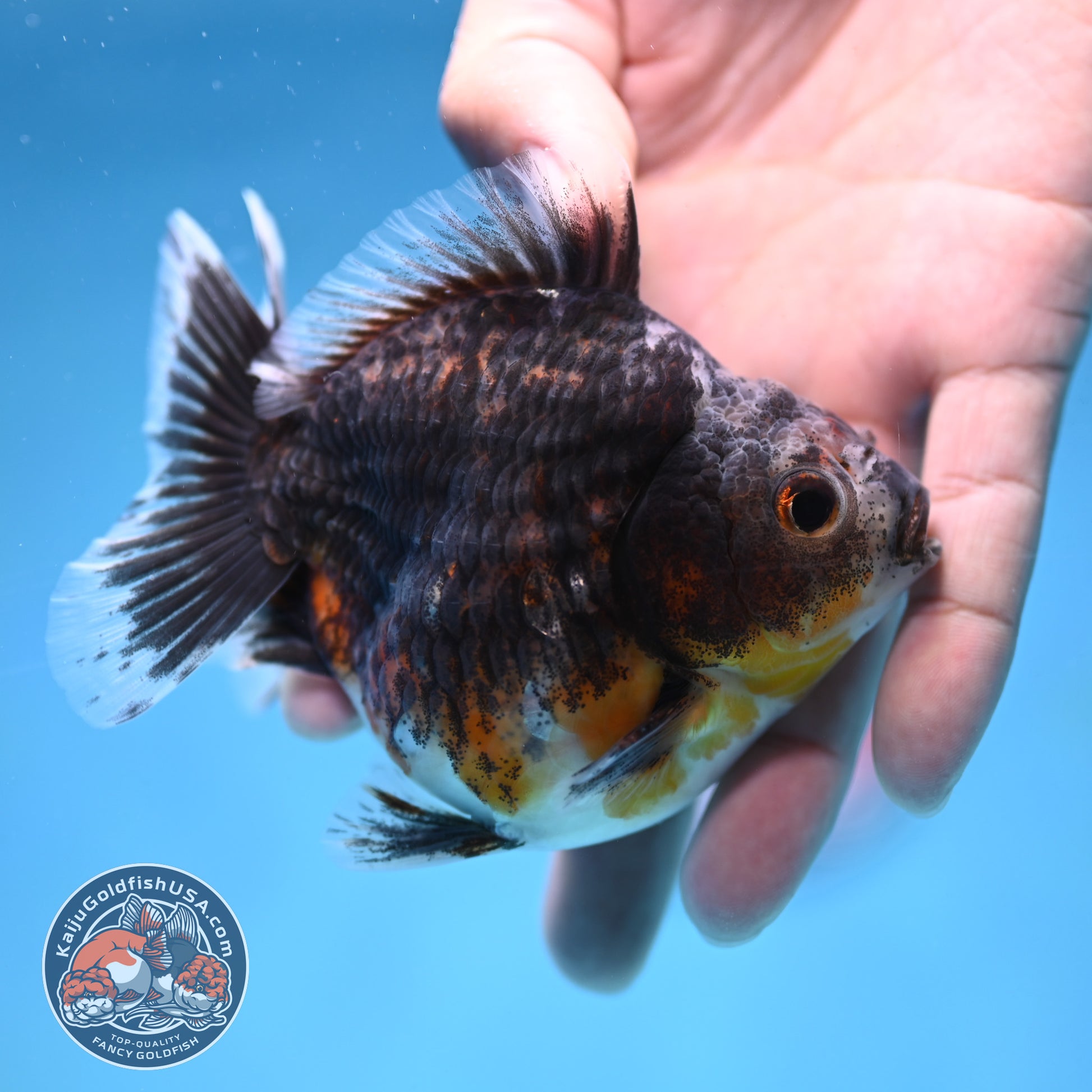 Juvenile Shogun Blue Based Kirin Oranda 3.5 inch Body (251017_OR11)