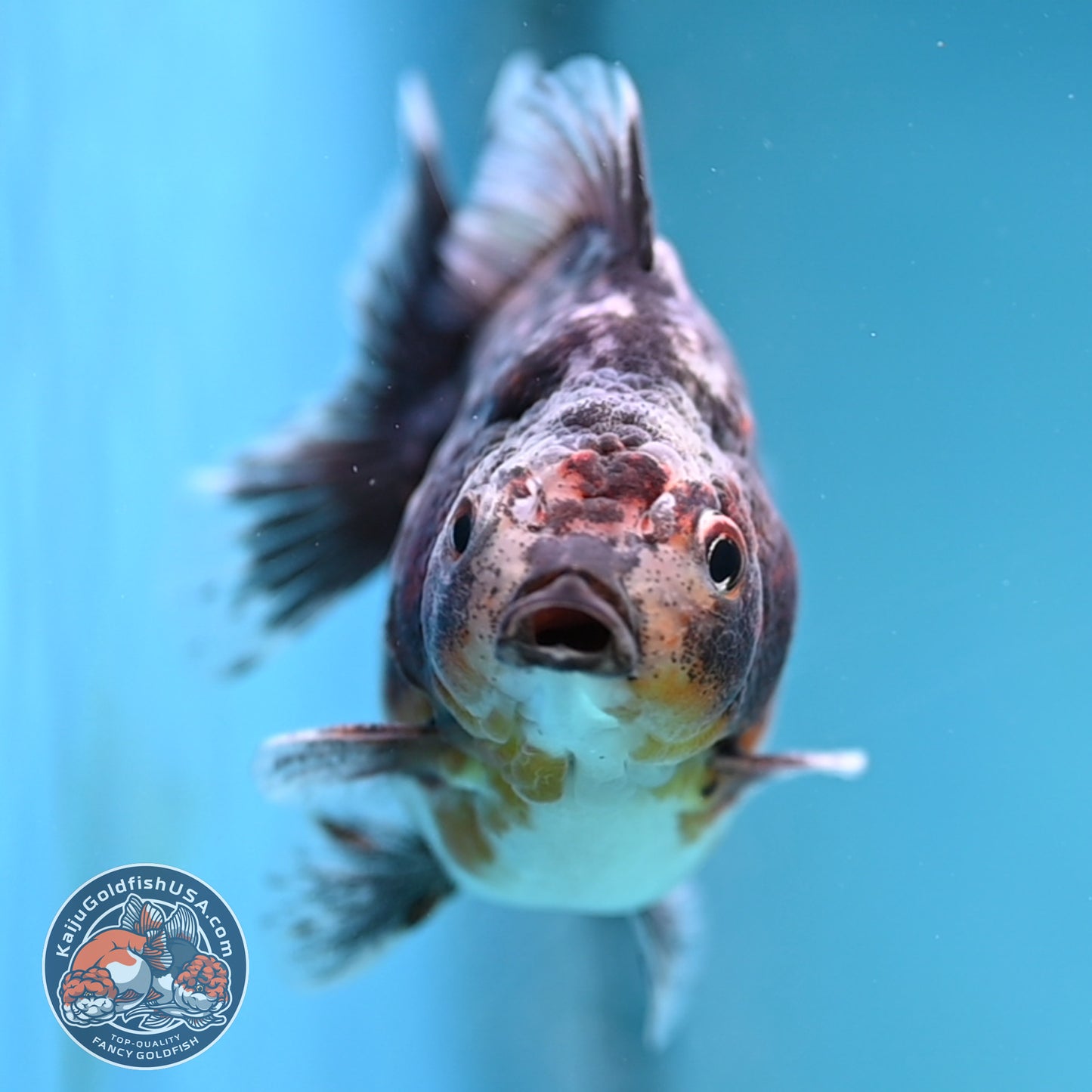 Juvenile Shogun Blue Based Kirin Oranda 3.5 inch Body (251017_OR11)