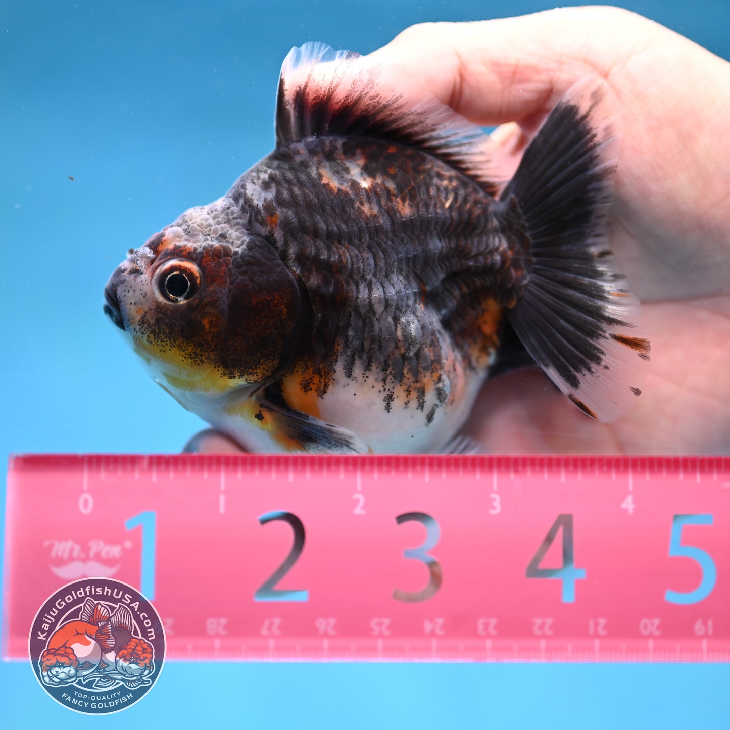 Juvenile Shogun Blue Based Kirin Oranda 3.5 inch Body (251017_OR11)