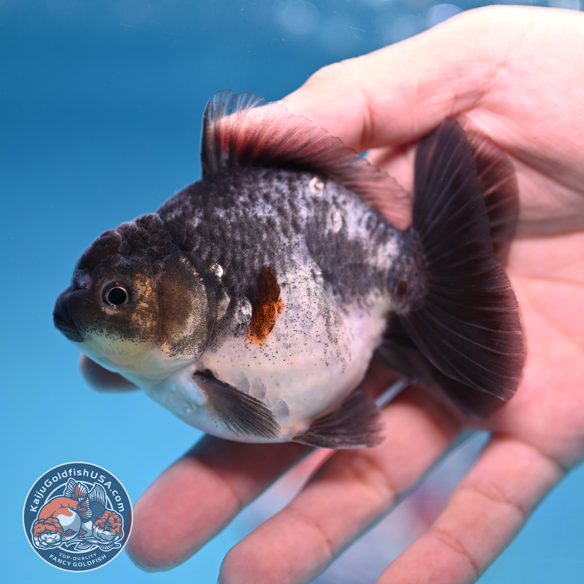 Juvenile Shogun Blue Based Oranda 3 inch Body (251017_OR10) – Kaiju ...