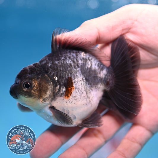 Juvenile Shogun Blue Based Oranda 3 inch Body (251017_OR10)