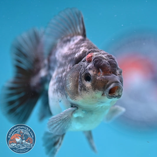 Juvenile Shogun Blue Based Oranda 3 inch Body (251017_OR10)