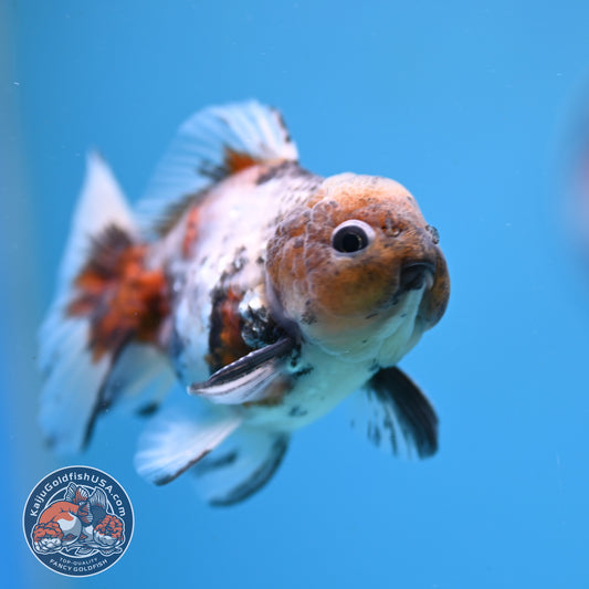 Juvenile Shogun Blue Based Oranda 3 inch Body (251031_OR05)